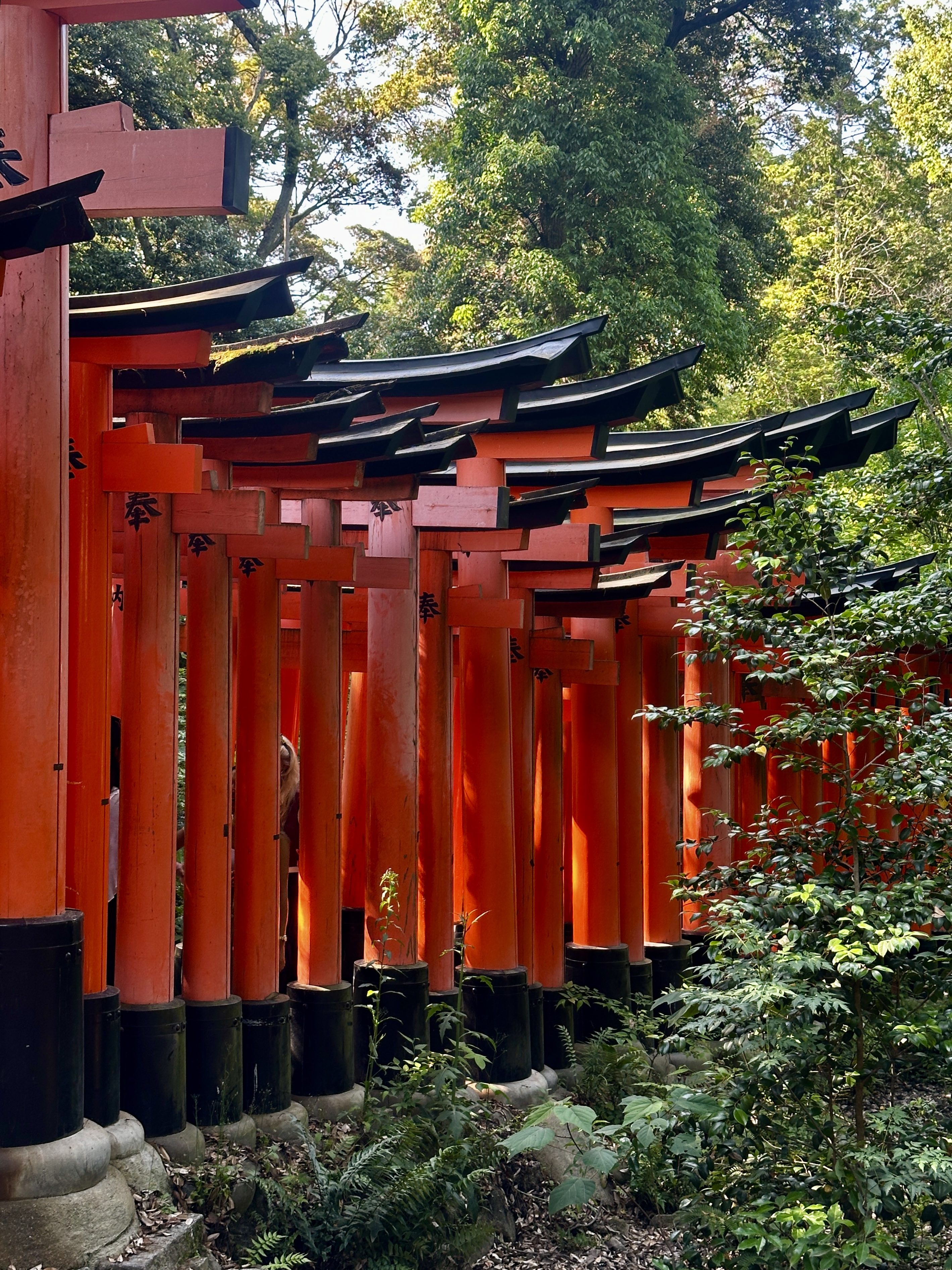 Torii rojos del santuario Fushimi Inari