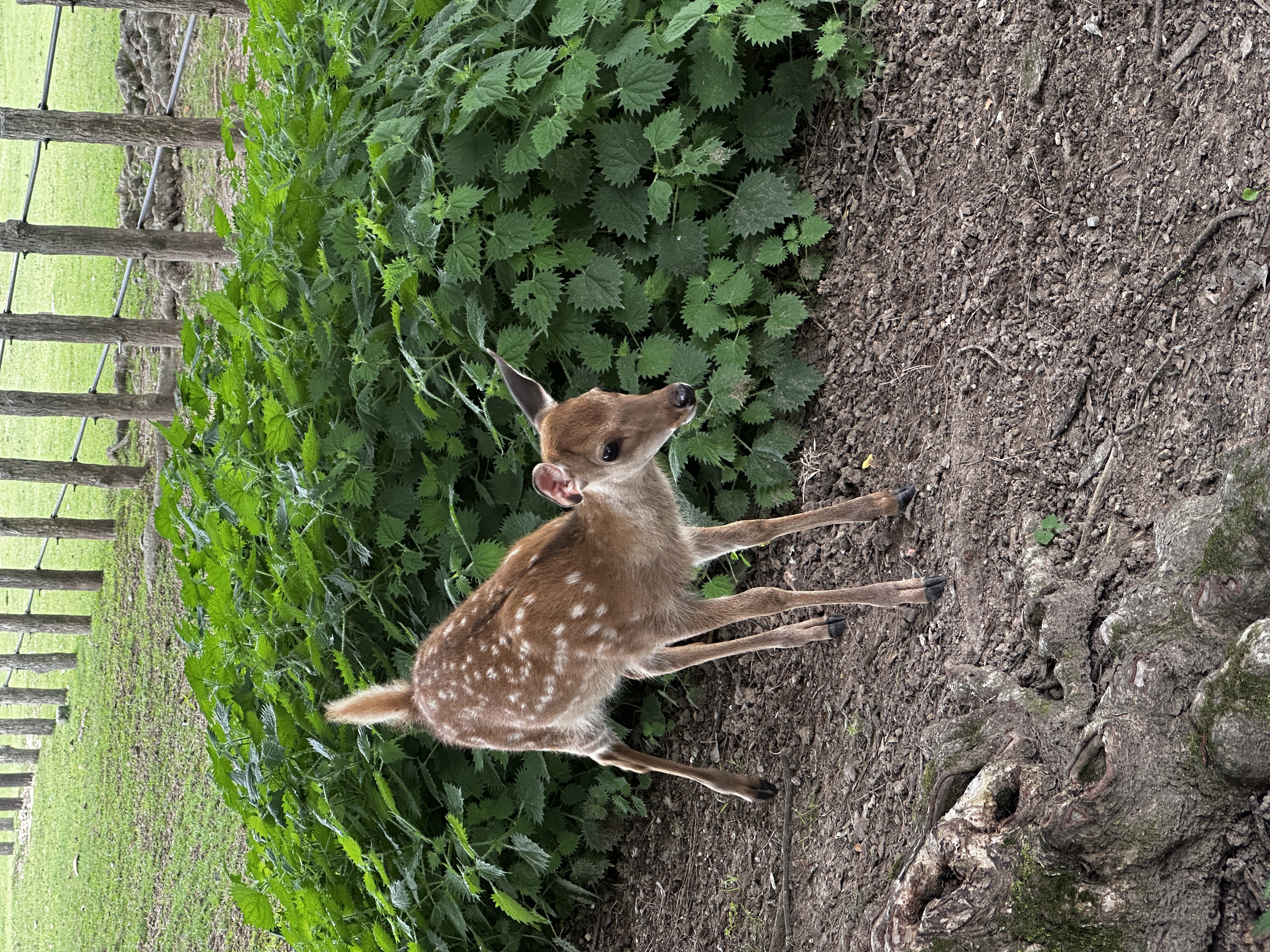 Cervatillo en Nara