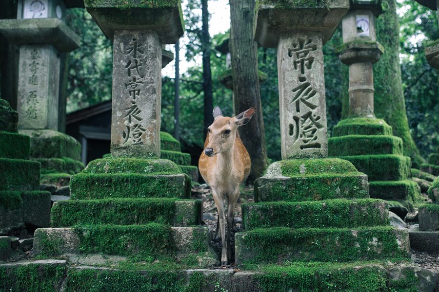 Santuario Kasuga Taisha, Nara