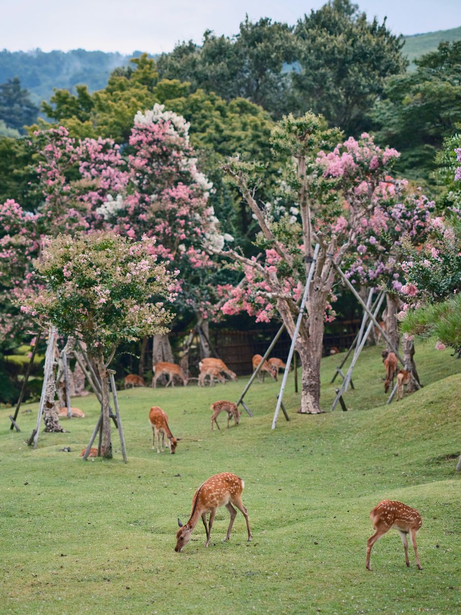 Ciervo en el parque de Nara