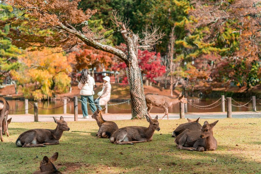 Parque de los ciervos, Nara